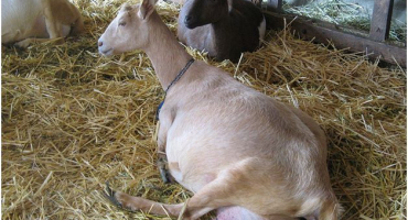 Jak zjistit, zda je koza březí?